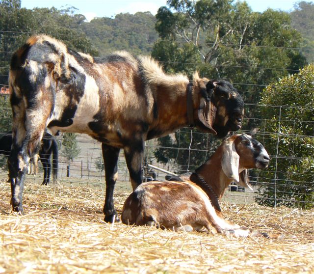 Nubian Goats